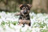 BERGER ALLEMAND 1086